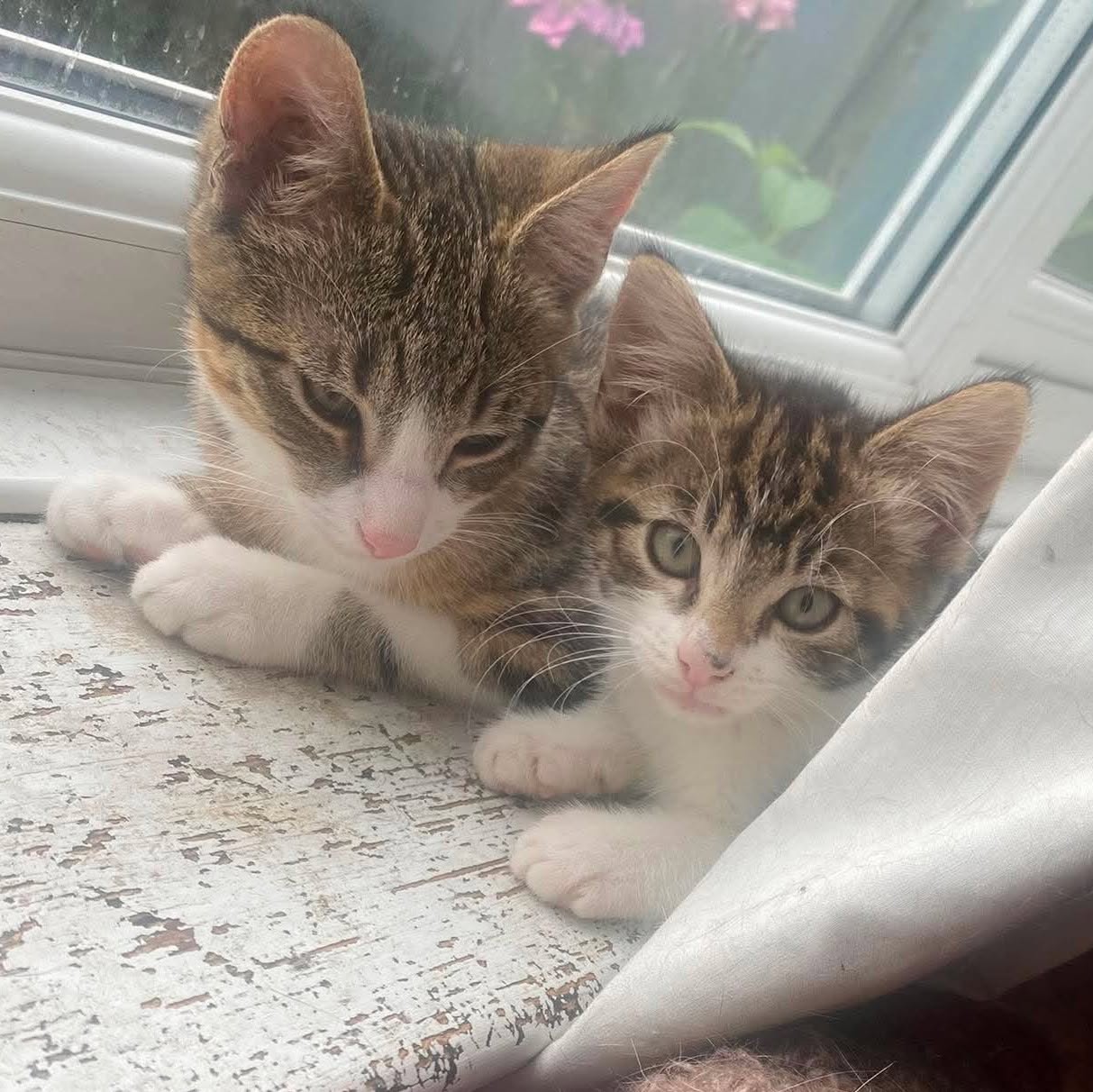 peg and meg